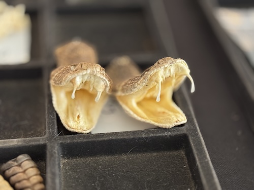 Enjoy the Rattlesnake Roundup in Oglesby,&nbsp;Texas