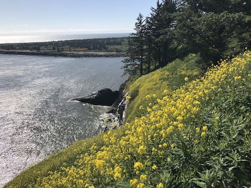 Image of Pacific Ocean and field on bluff with yellow wildflowers blooming down the side of the cliff, leading to rocks at the edge of the water.